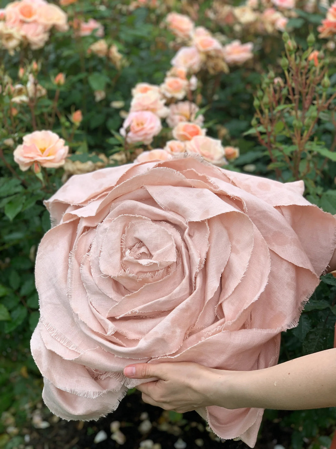 Rose Garden at Lady Dixon Park