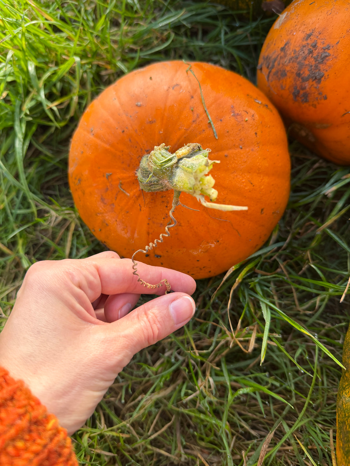 Original Pumpkin