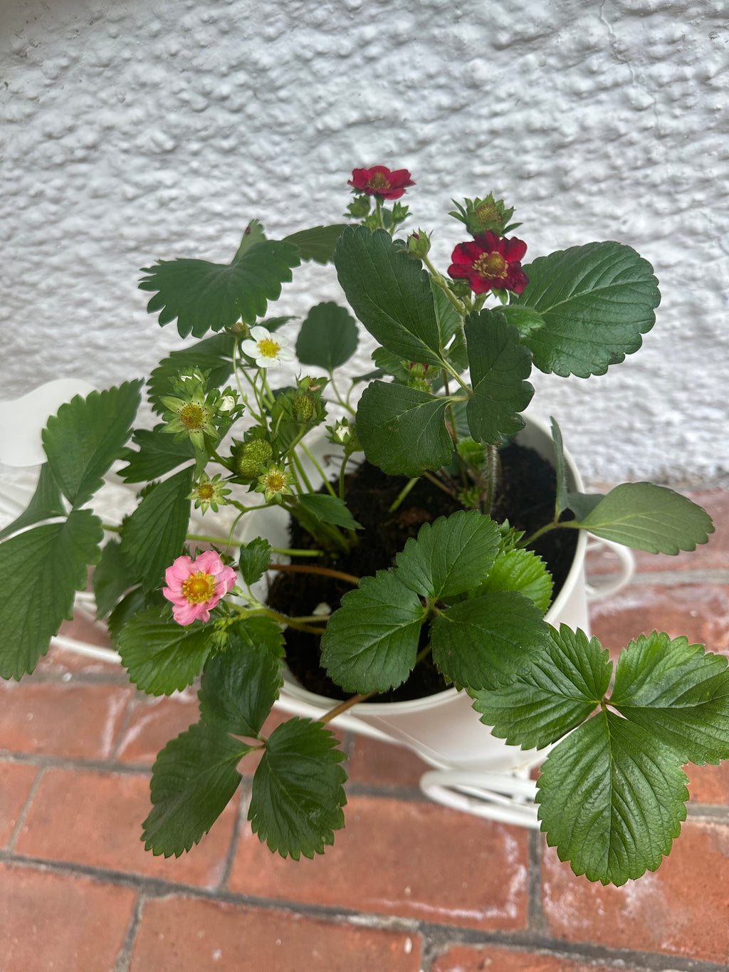 Strawberry