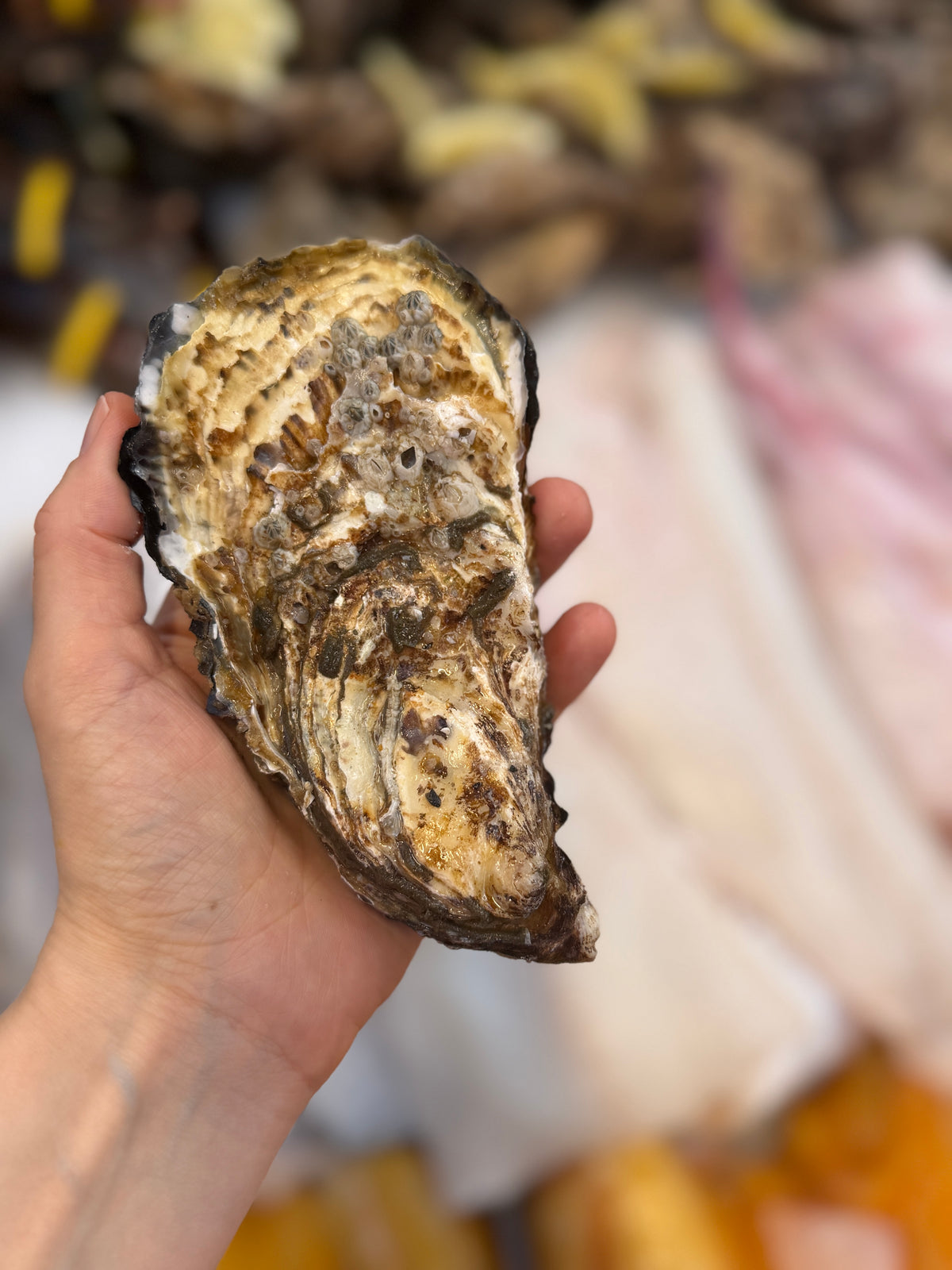 Oyster