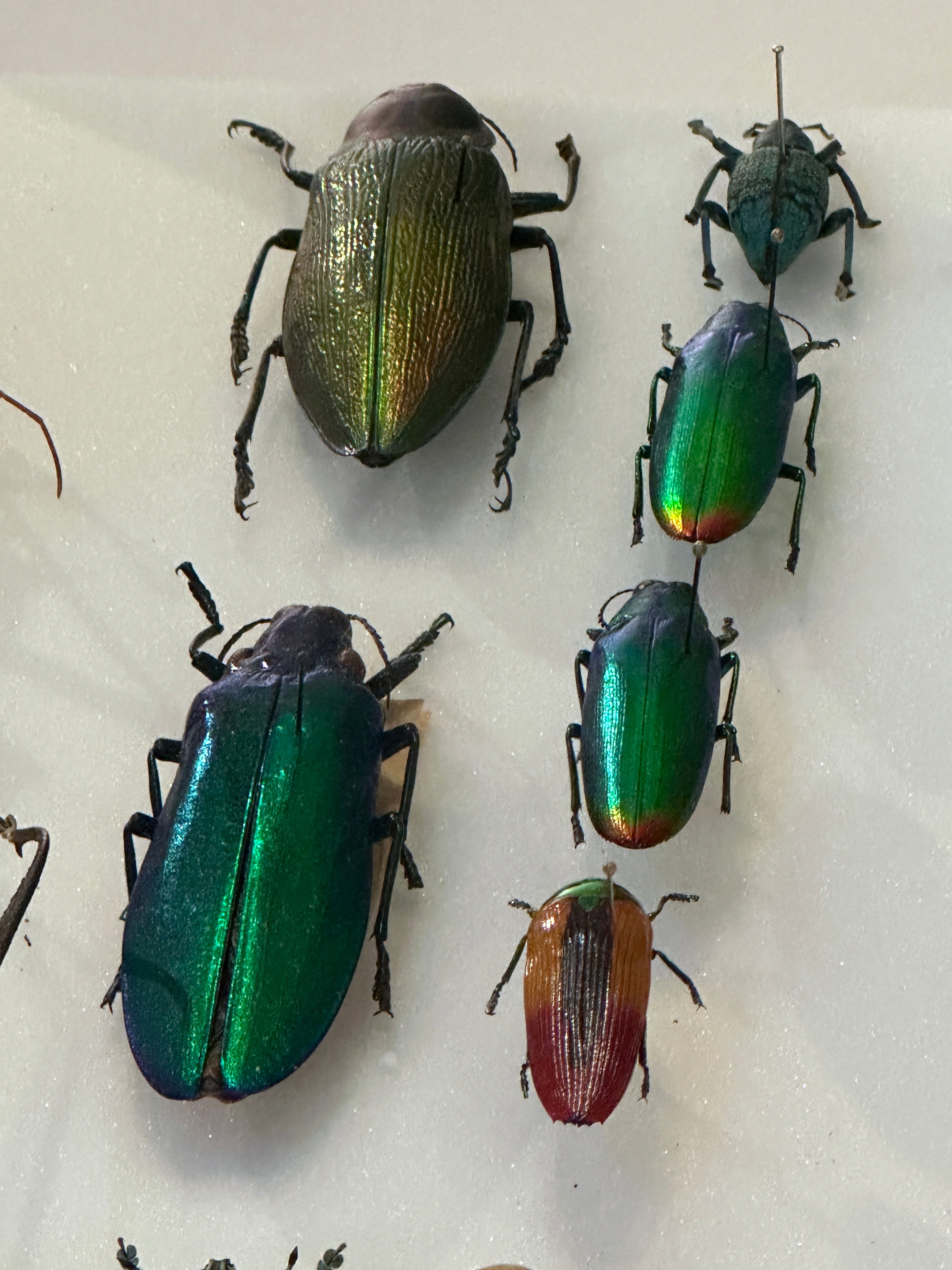 Jewel Beetle in vintage emerald green