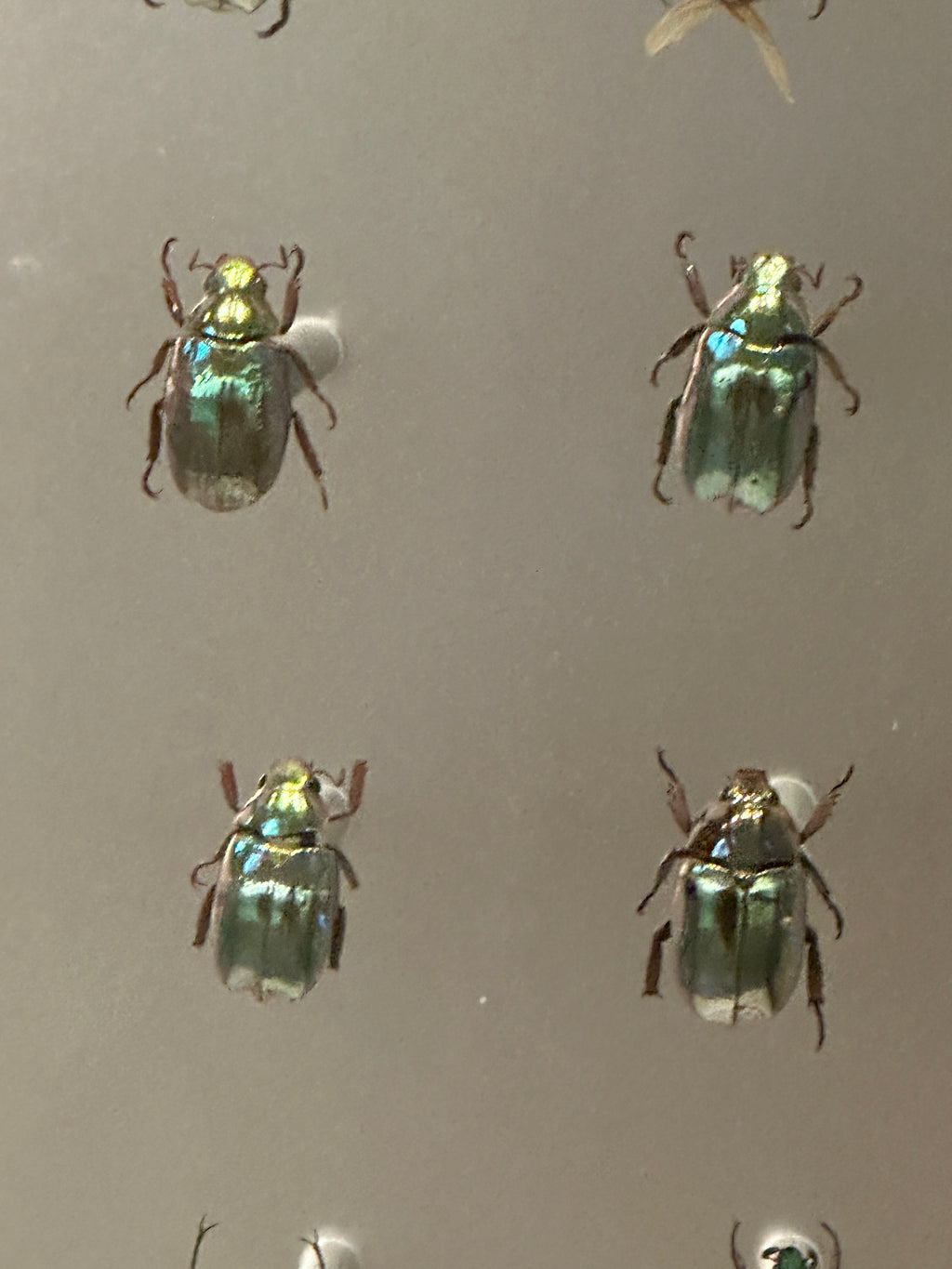 Jewel Beetle in vintage emerald green