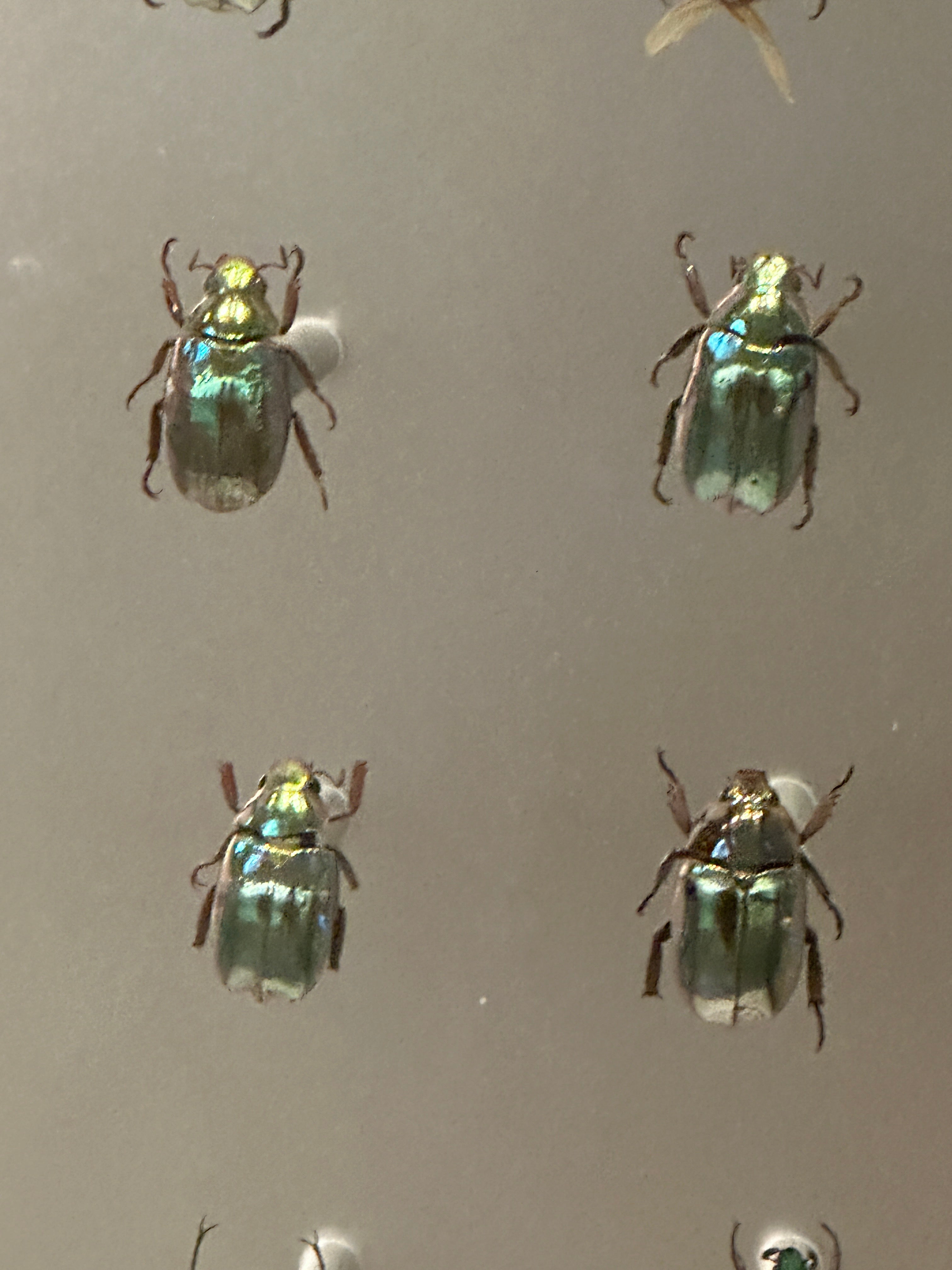 Jewel Beetle in vintage emerald green
