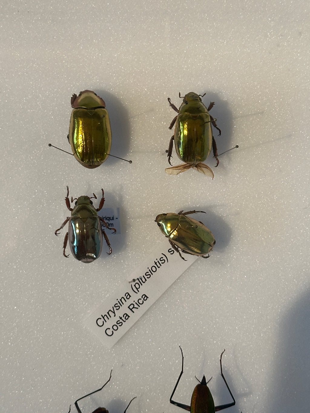 Jewel Beetle in vintage emerald green