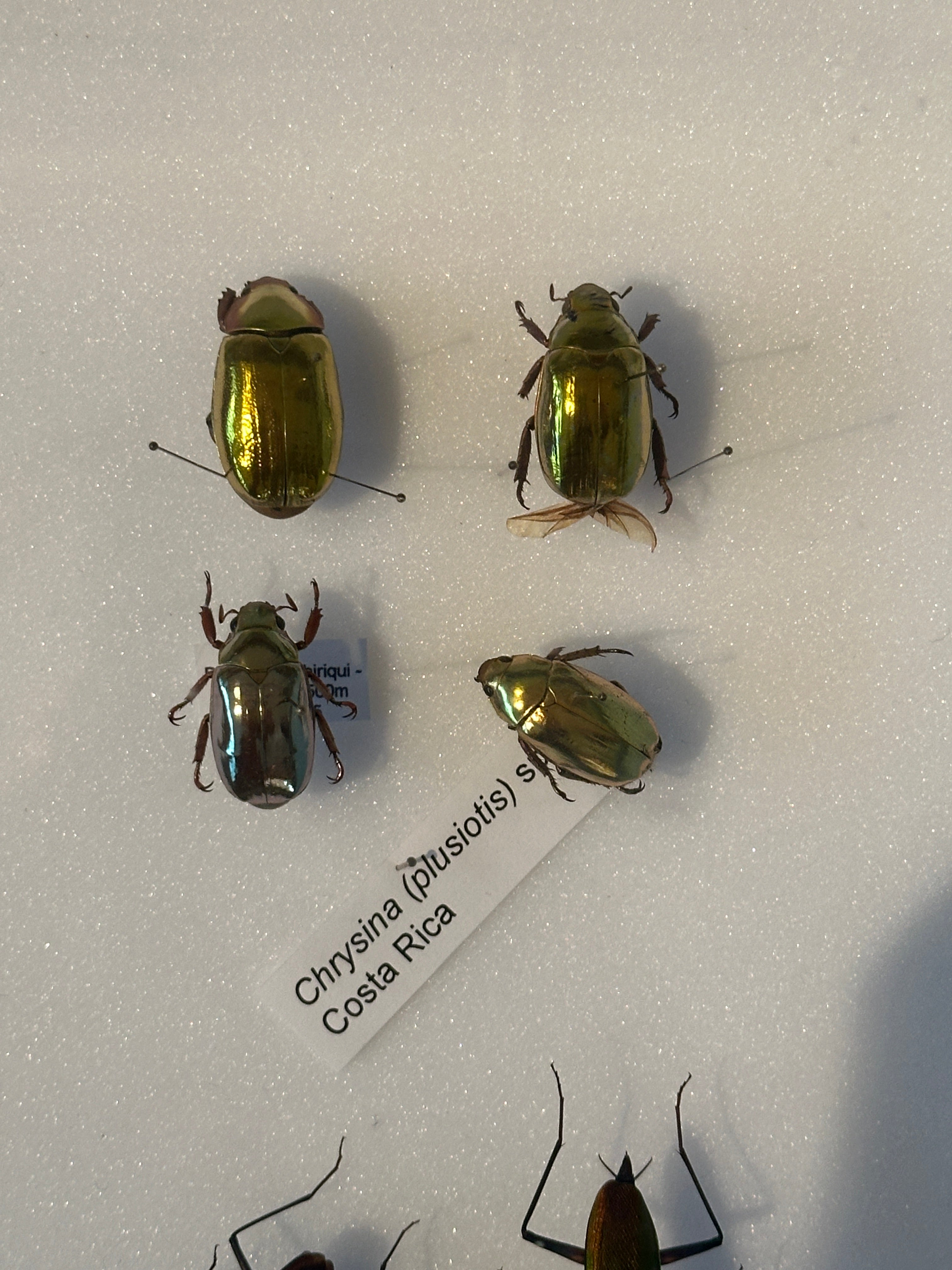 Jewel Beetle in vintage emerald green