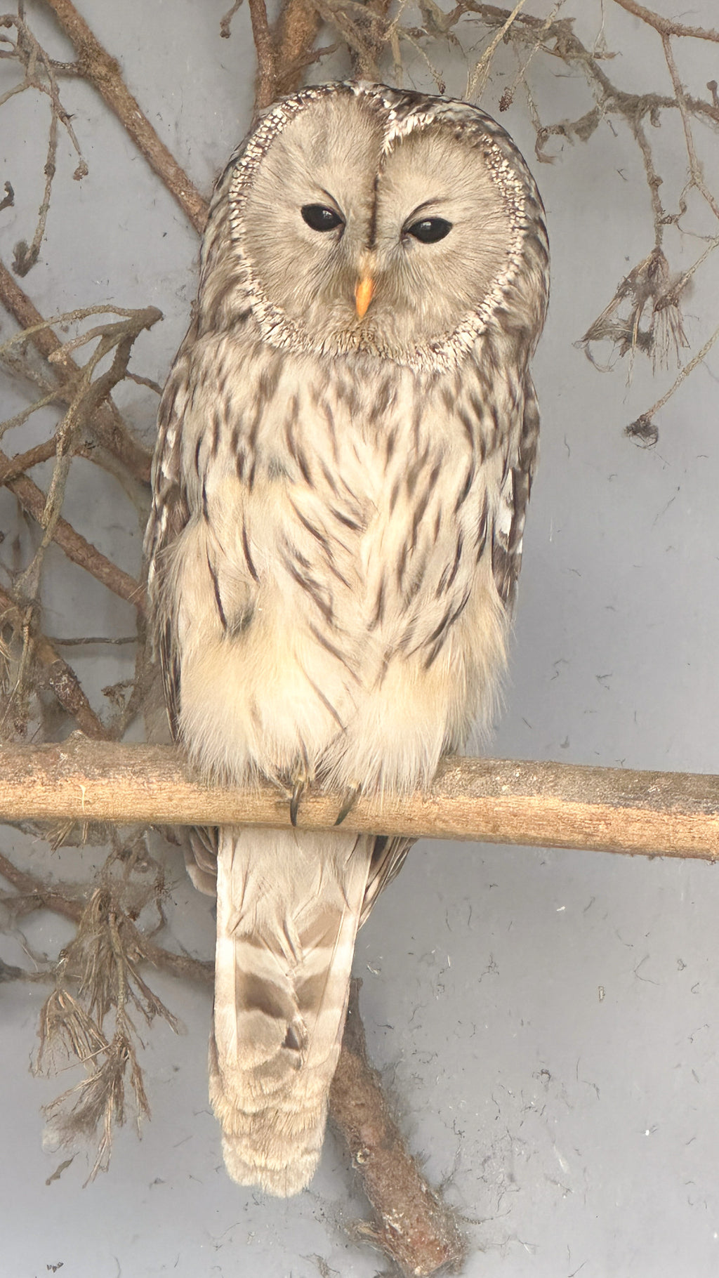 Brown Owl