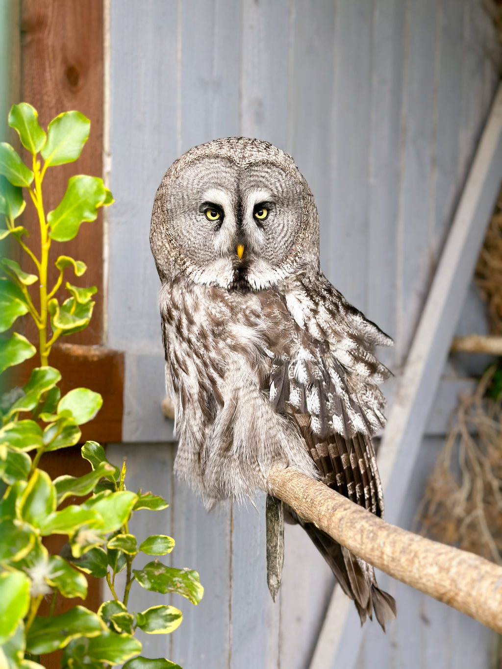 Brown Owl