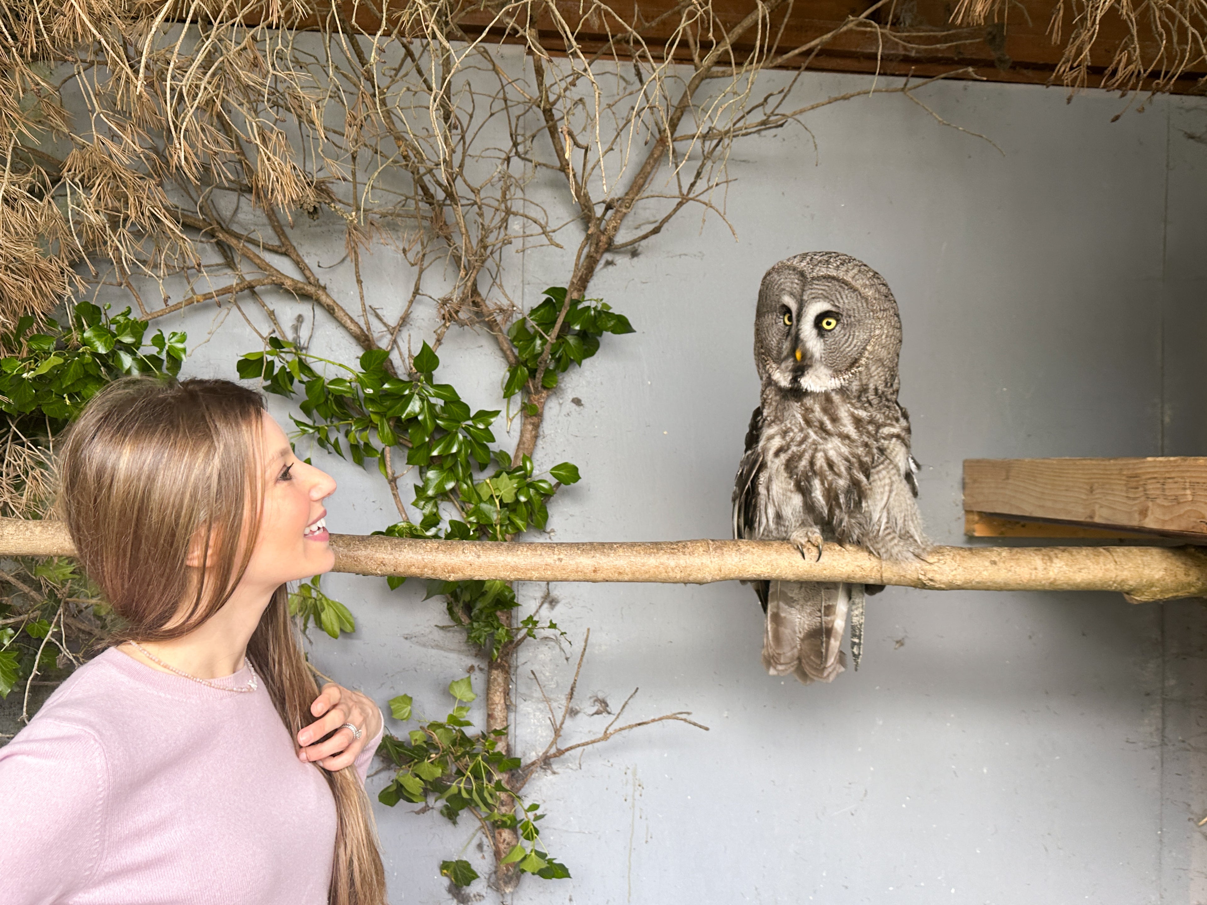 Brown Owl