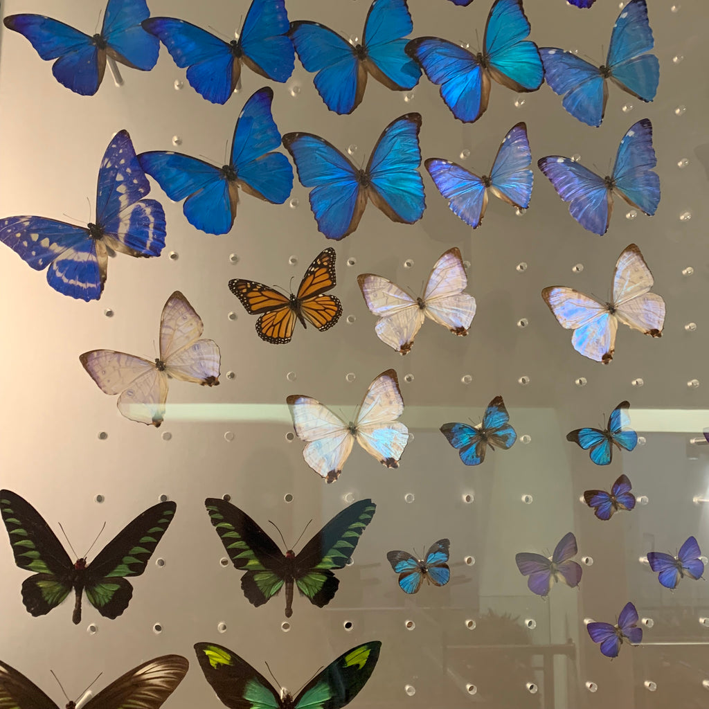 Blue Morpho Anaxibia Butterfly