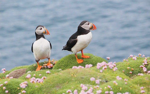 Rathlin Island Puffin