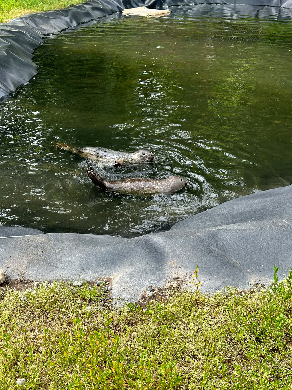 Irish Seal in Collaboration with 'Seal Rescue Ireland'