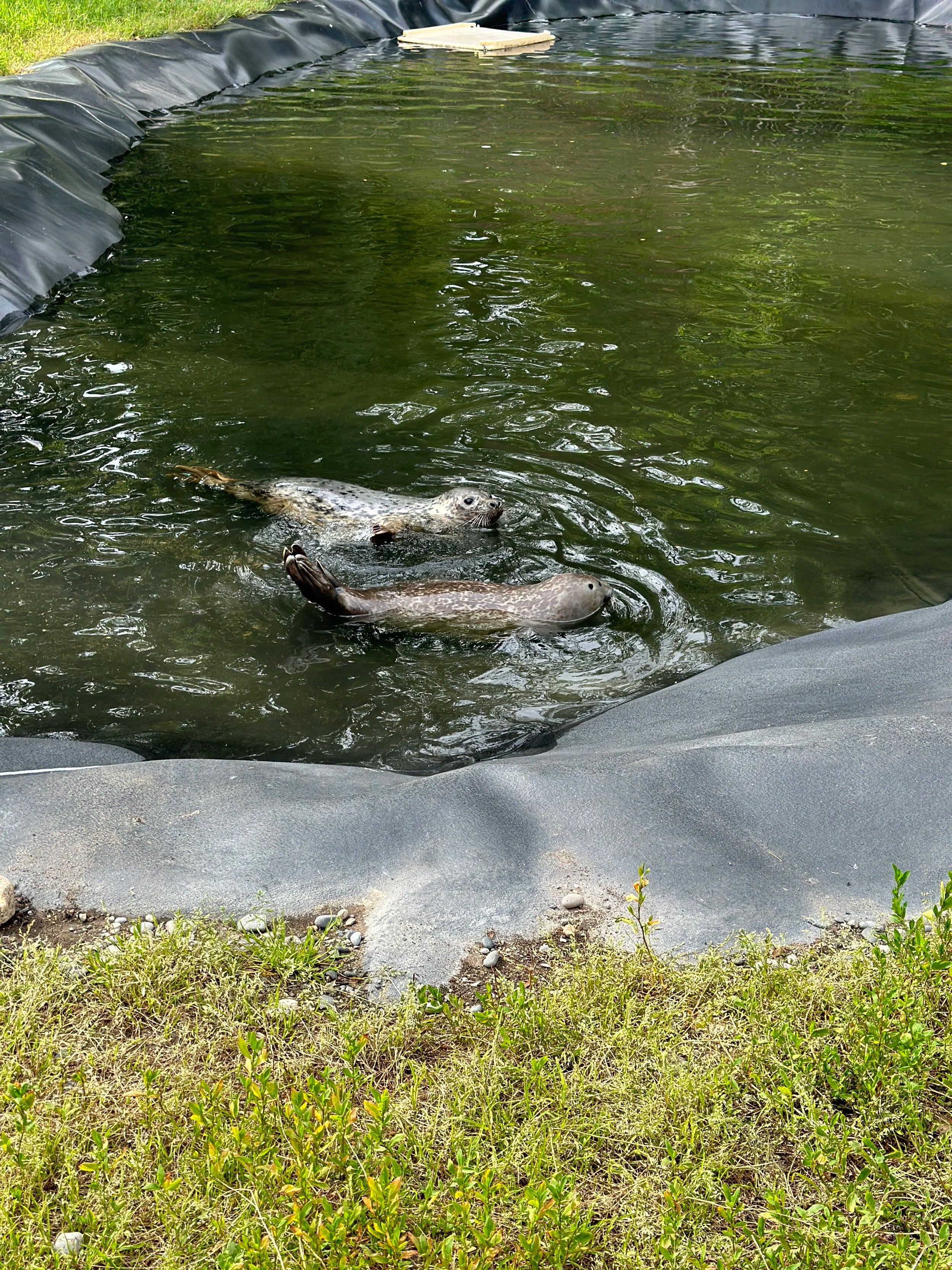 Irish Seal in Collaboration with 'Seal Rescue Ireland'