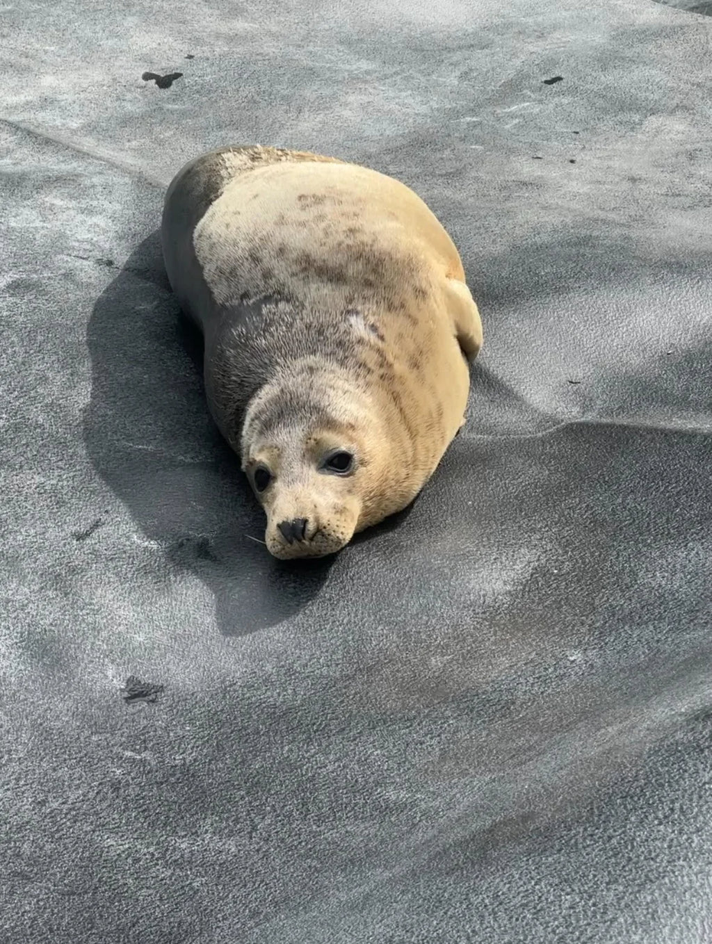 Irish Seal in Collaboration with 'Seal Rescue Ireland'