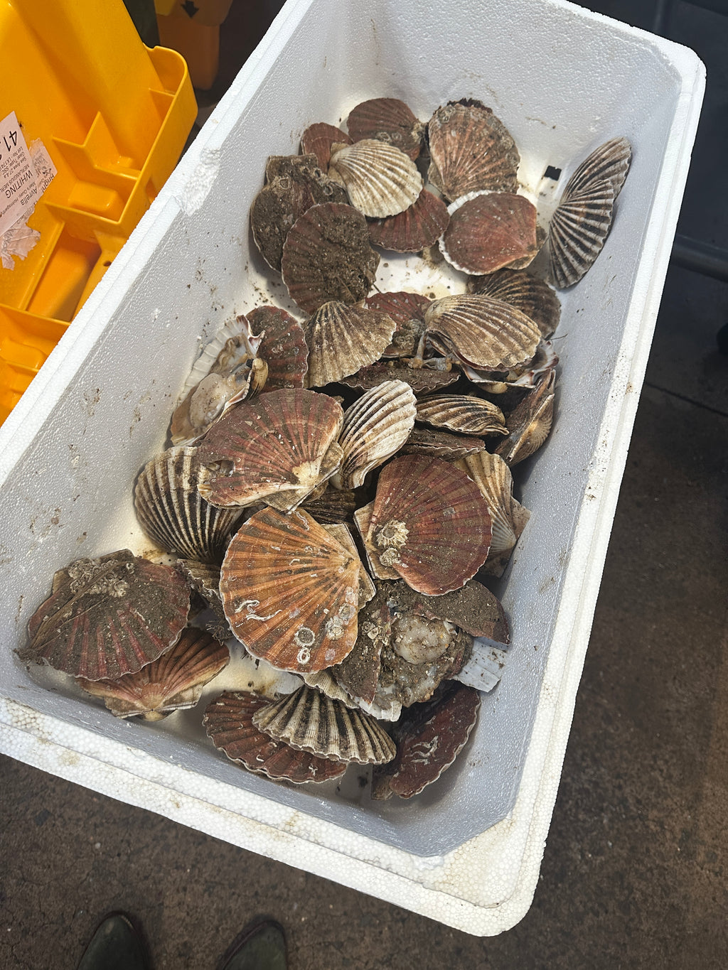 Classic Shell