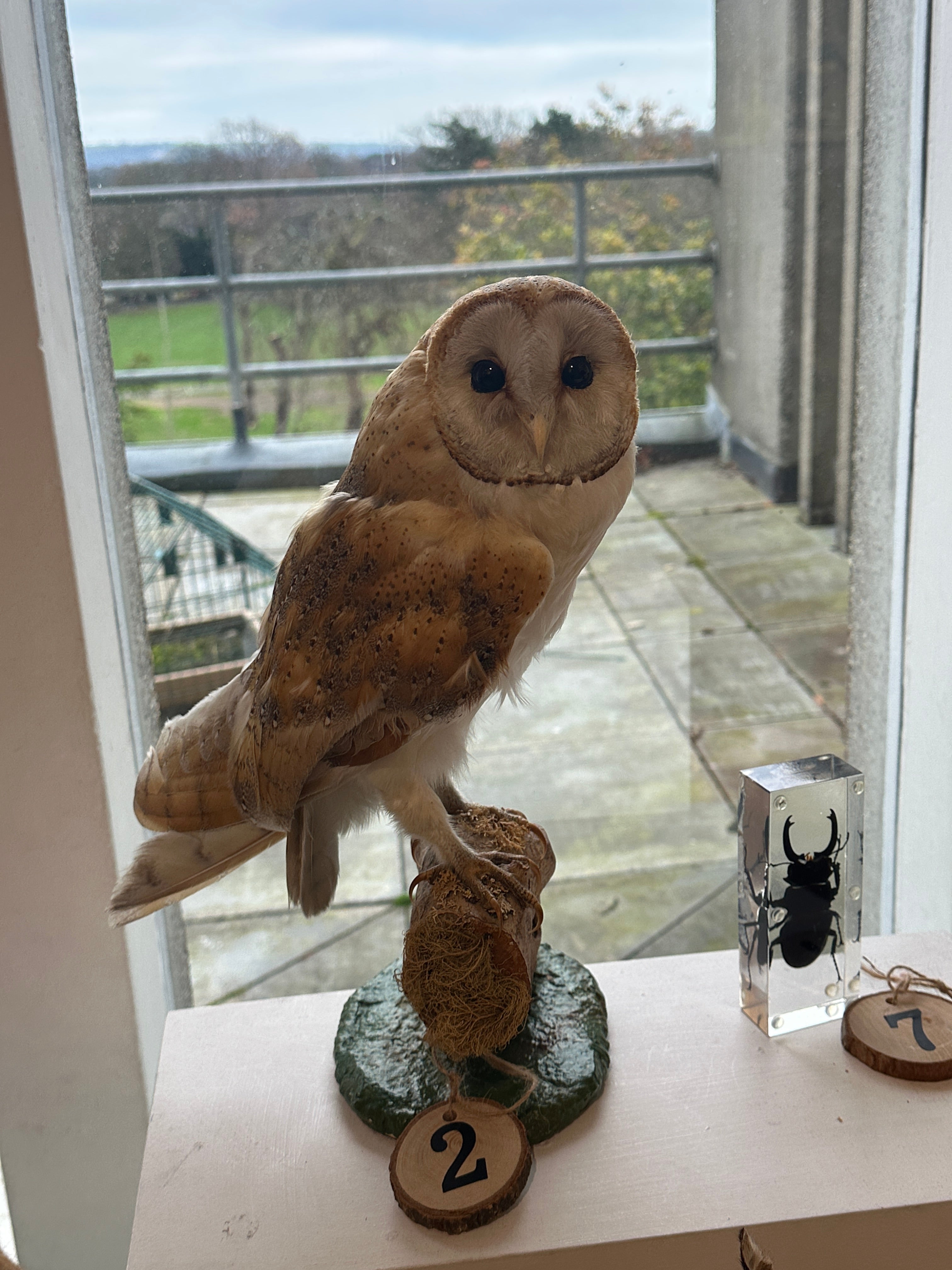 Brown Owl